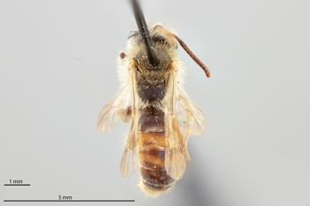 Media type: image;   Entomology 771219 Aspect: habitus dorsal view